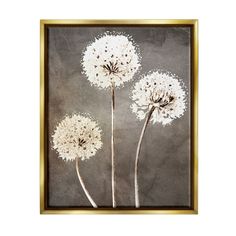 three white dandelions in a gold frame on a gray background, against a grey wall