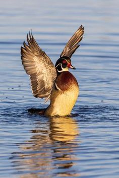 a wood duck flaps its wings in the water