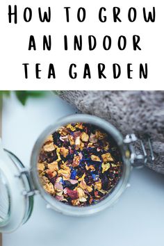 an indoor tea garden with text overlay reading how to grow an indoor tea garden