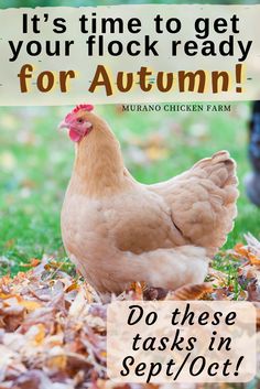 a chicken standing in leaves with the words it's time to get your flock ready for autumn