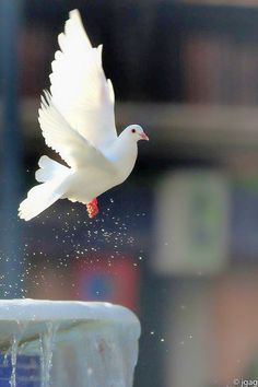 a white bird flying over a water fountain