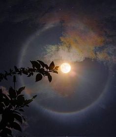 the sun is shining brightly in the sky above some trees and leaves, with an orange ring around it