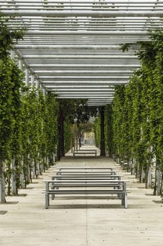 an empty park with benches and trees lining the walkway between two rows of pergolia