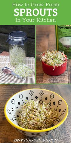 how to grow fresh sprouts in your kitchen with the help of this easy guide