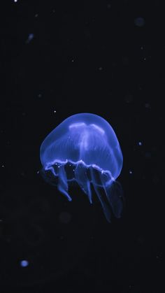 a blue jellyfish floating in the dark water