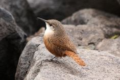 a brown and white bird sitting on top of a rock