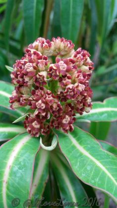 a close up of a flower on a plant with green leaves in the back ground