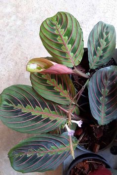 a potted plant with green and red leaves