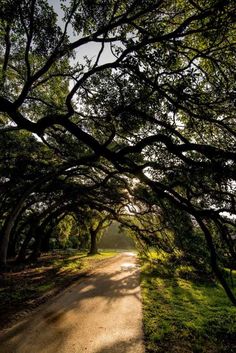 the sun is shining through the trees on this dirt road that leads to an open field