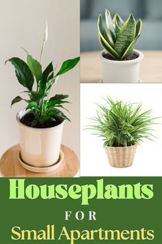 houseplants for small apartment plants are easy to grow and can be used indoors