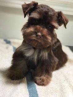 a small brown and black dog sitting on top of a bed