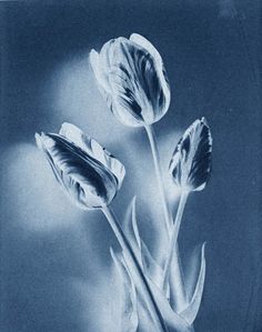 three tulips are in a vase with water on the bottom and blue background