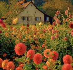 a house in the middle of a field full of flowers