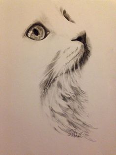 a pencil drawing of a cat's face with the eye looking up at something