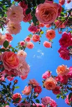 pink roses are blooming in the blue sky