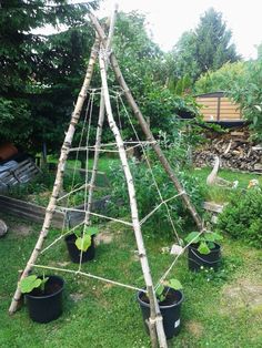 a wooden structure made out of sticks and potted plants in a yard with other plants