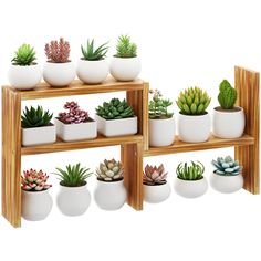 there are many different succulents on the shelves