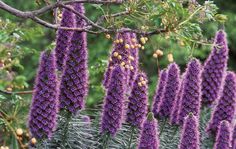 purple flowers are growing on the branches of a tree