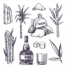 hand drawn illustration of bamboo, sugar and rum