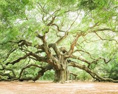 an old tree in the middle of a field with lots of green leaves on it