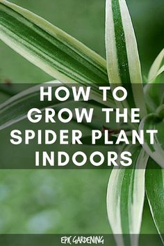 a spider plant with the words how to grow the spider plant indoors