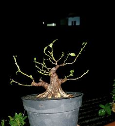 a bonsai tree in a pot on a table