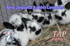 four rabbits in a cage with the caption new zealand rabbit genities