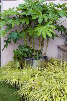 a potted plant sitting on top of a lush green grass covered ground next to a white wall