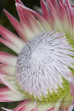 a pink and white flower with green tips