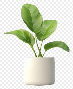 a potted plant with green leaves in it on a transparent background, hd png