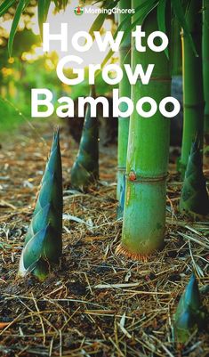 bamboo trees with the text how to grow bamboo