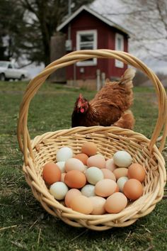 a chicken standing next to a basket filled with eggs