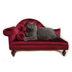 a gray cat laying on top of a red couch