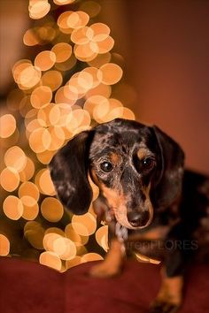 a dachshund dog standing in front of a christmas tree