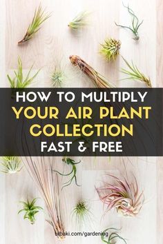 air plant collection with the title how to multiply your air plant collection fast and free