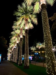 palm trees are decorated with lights at night