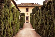 an alley between two large hedges in front of a house