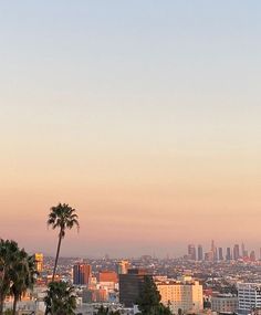 an airplane flying over a city with palm trees in the foreground and skyscrapers in the background