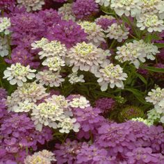 purple and white flowers are growing in the garden