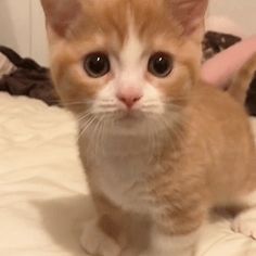 an orange and white kitten sitting on top of a bed