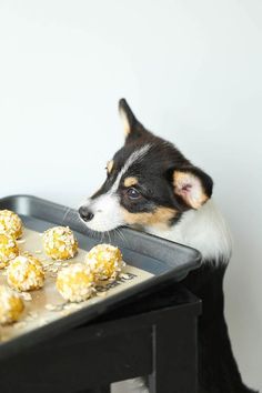 a small dog is looking at some food on a tray that's half gone