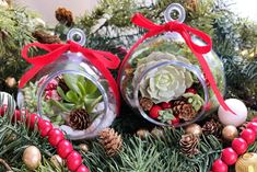 two glass ornaments with succulents and pine cones