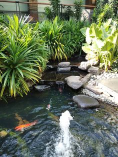 a small pond surrounded by plants and rocks