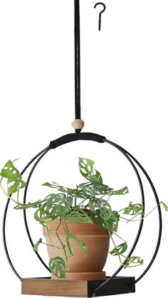 a potted plant hanging from a circular metal holder