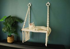 a white cat laying on top of a hammock chair next to a potted plant