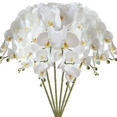 a bunch of white orchids in a vase