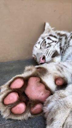 a white tiger laying on its back with it's paw stretched out to the side