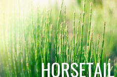 grass with the words horsetail on it in front of an image of green grass