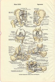 "\"Dorland's Illustrated Medical Dictionary\" published in 1940's - There are two illustrated anatomy plates in this listing - ARTICULAR LIGAMENTS of the pelvis, knee and foot and on the reverse side of the page - ARTICULAR LIGAMENTS neck, back, shoulder, elbows and hands (shown in the second thumbnail). These are both terrific medical illustrations - it's hard to choose which one to feature. They are perfect to frame or for collage, scrapbooking, paper arts, mixed media and more. It will be shi Human Anatomy Vintage, Anatomy Vintage, Medical Illustrations, Medical Dictionary, Anatomy Sketches, Medical Anatomy, Vintage Medical, Scientific Illustration, Medical Illustration