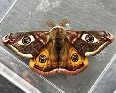 a large moth sitting on top of a glass case